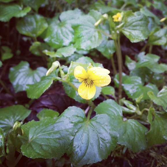 Yellow wood violets bloom quietly on the forest floor in March.